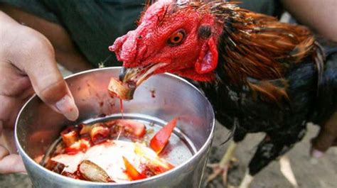 Jamu ayam bangkok 3 hari sebelum diadu Bila tidak segera diatasi,ayam dapat terserang penyakit